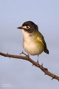 black-capped vireo 5