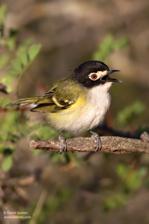 black-capped vireo 6