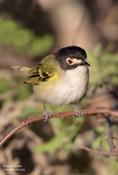 black-capped vireo 8