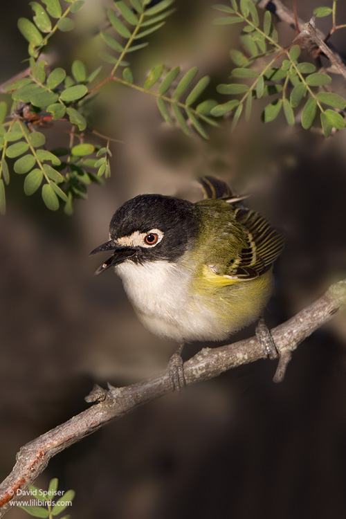 black-capped vireo 2