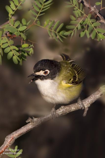 black-capped vireo 2