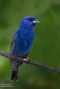 Blue Grosbeak