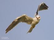 White-tailed Kite