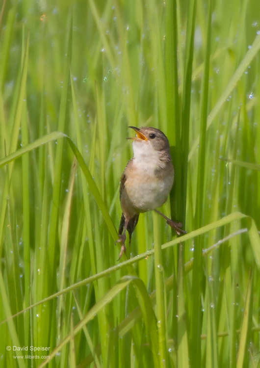 sedge wren 1