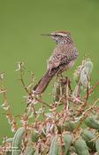 Cactus Wren