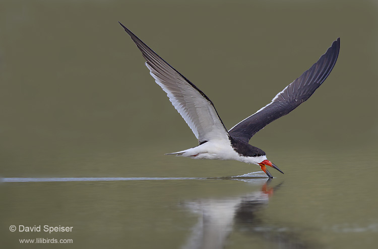 black skimmer 1