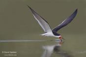 black skimmer 1