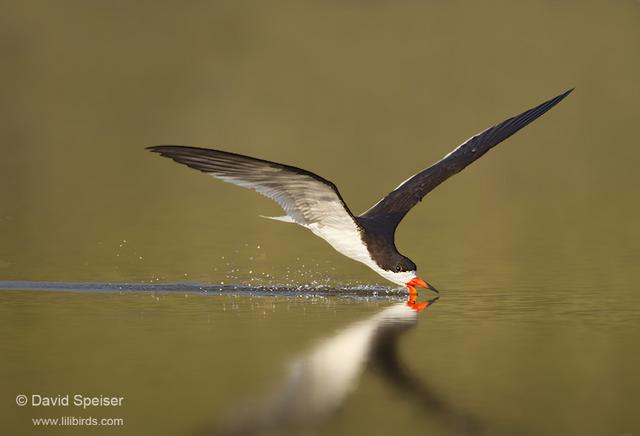 Black Skimmer