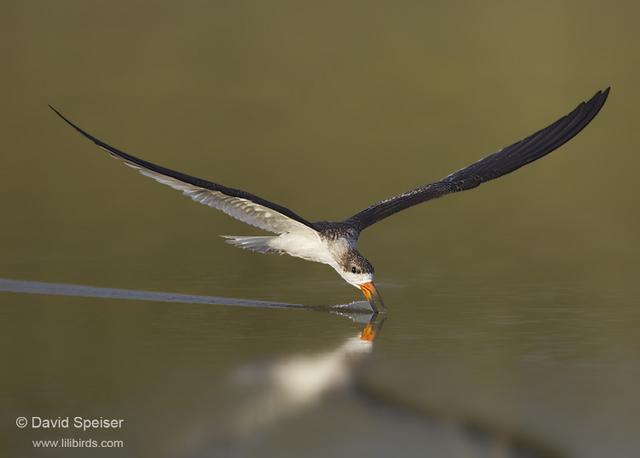 Black Skimmer