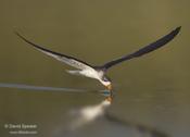 Black Skimmer