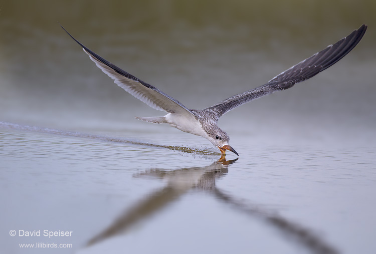 black skimmer 4