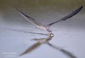 black skimmer 4