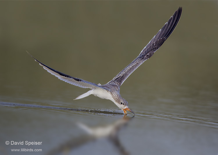 Black Skimmer