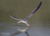 Black Skimmer