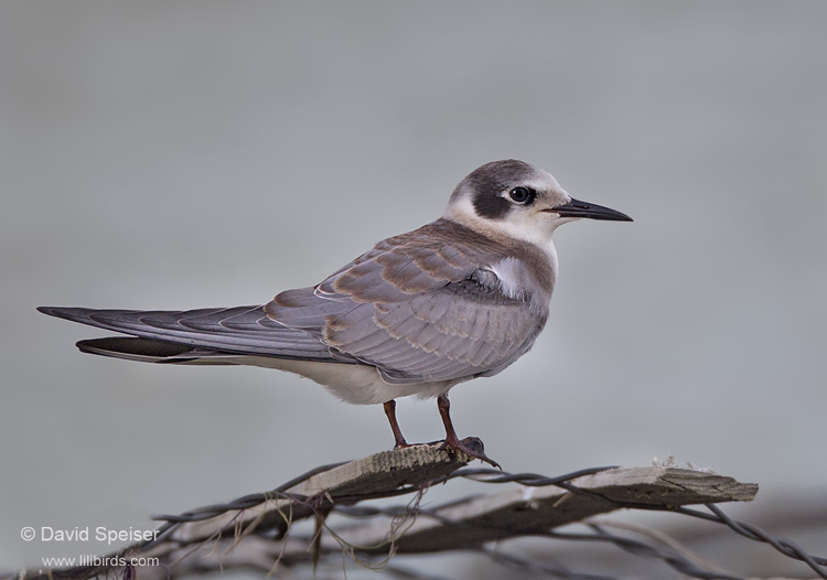 Black Tern