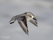 Sanderling