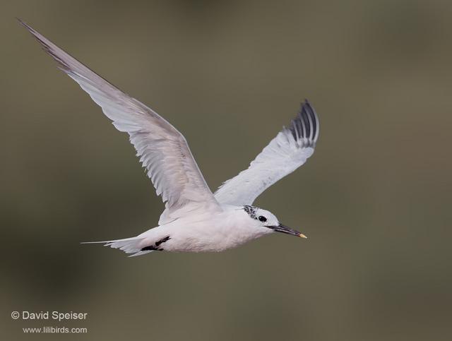 Sandwich Tern