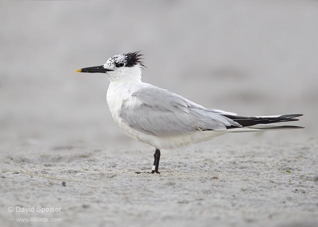 sandwich tern 2