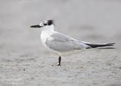 sandwich tern 2