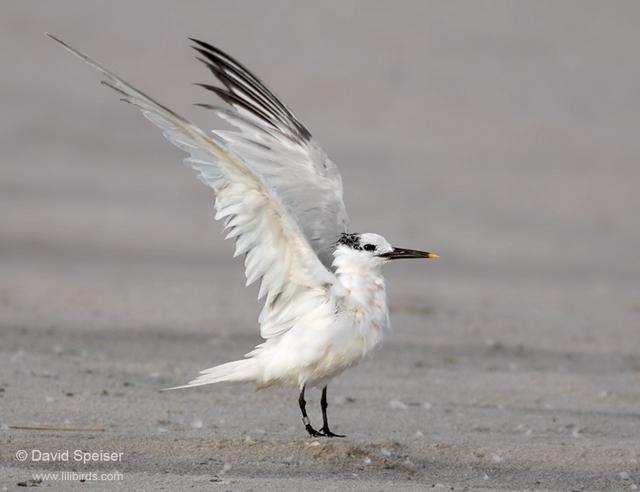 sandwich tern 3