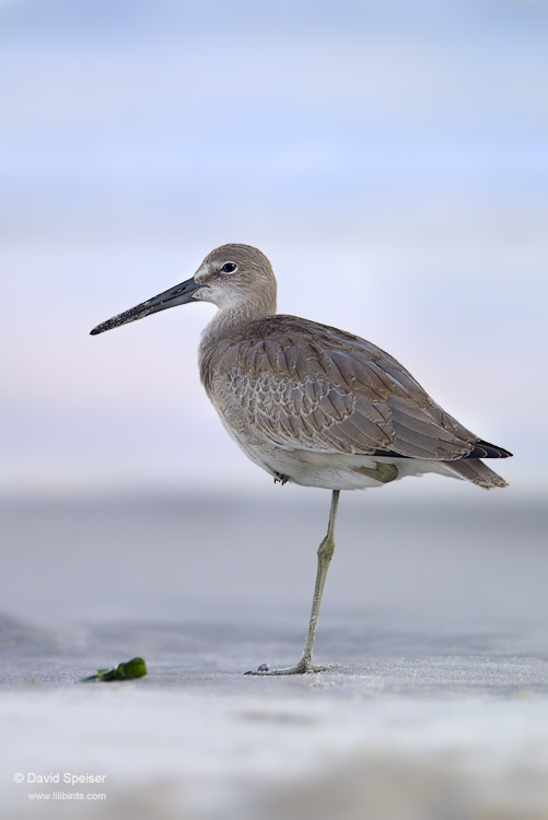 willet 1