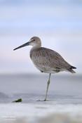 willet 1