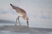 Willet