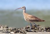 whimbrel 2