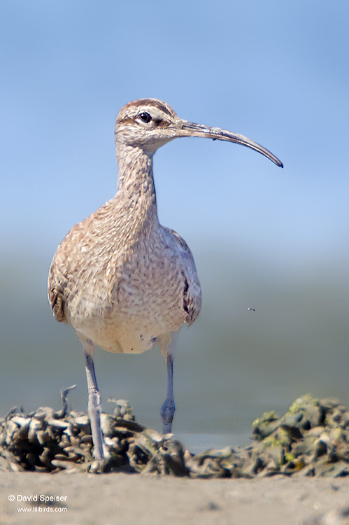 Whimbrel