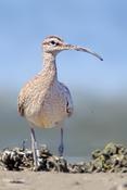 Whimbrel