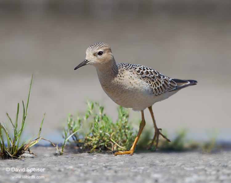 buff-breasted sandpiper 1