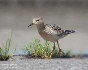 Buff-breasted Sandpiper