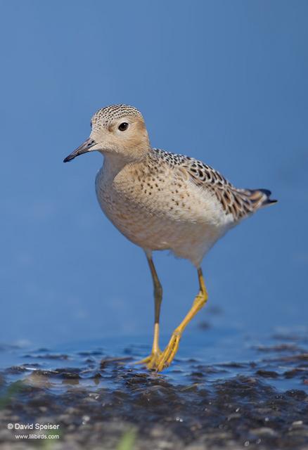 Buff-breasted Sandpiper