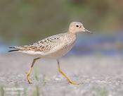 Buff-breasted Sandpiper