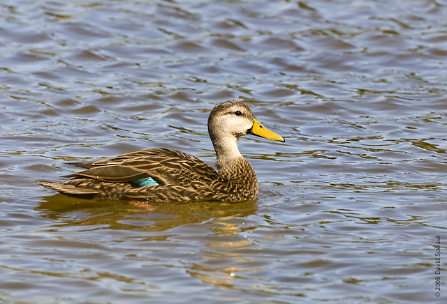 Mottled Duck