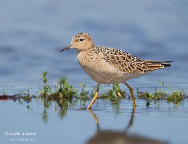 Buff-breasted Sandpiper