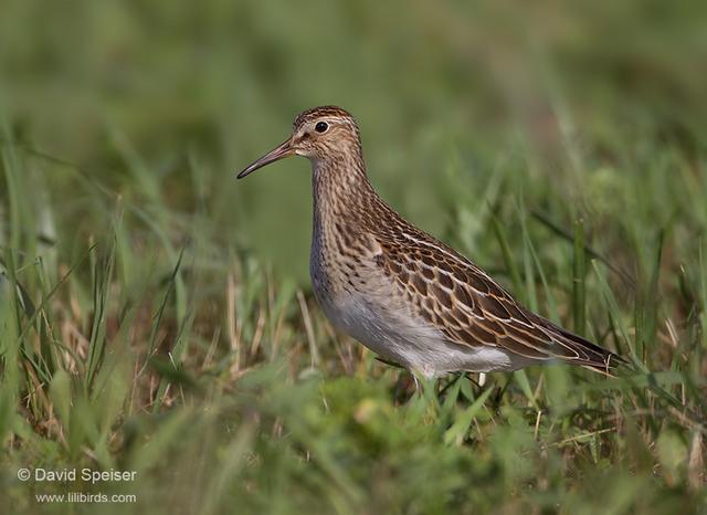 Pectoral Sandpiper