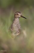 Pectoral Sandpiper