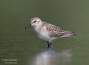 Semipalmated Sandpiper