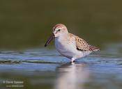 Western Sandpiper