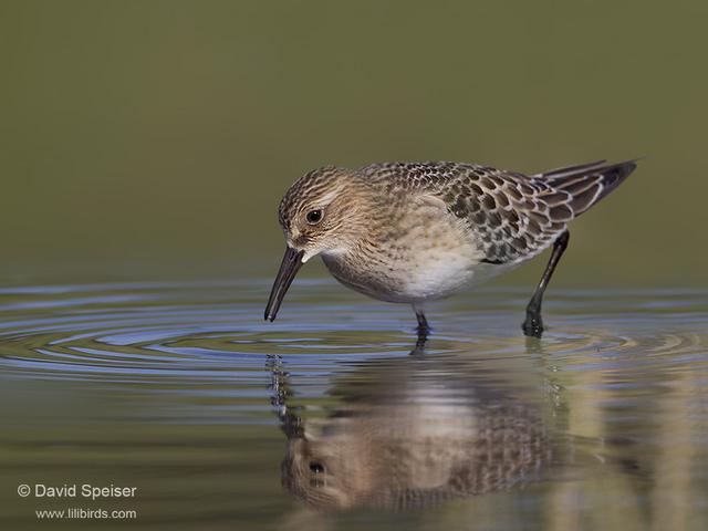 Baird's Sandpiper