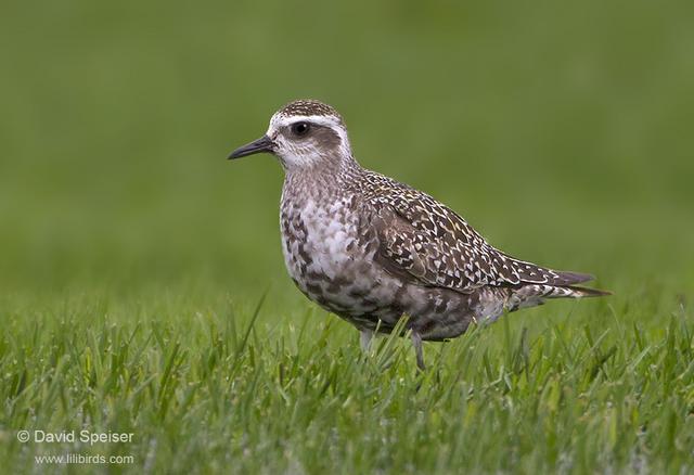 American-Golden Plover