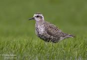 American-Golden Plover