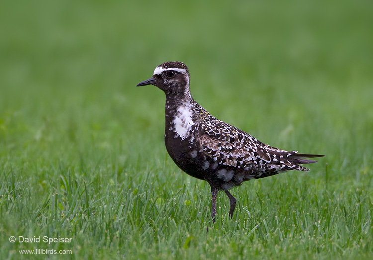 American-Golden Plover