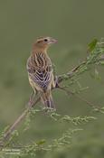 Bobolink