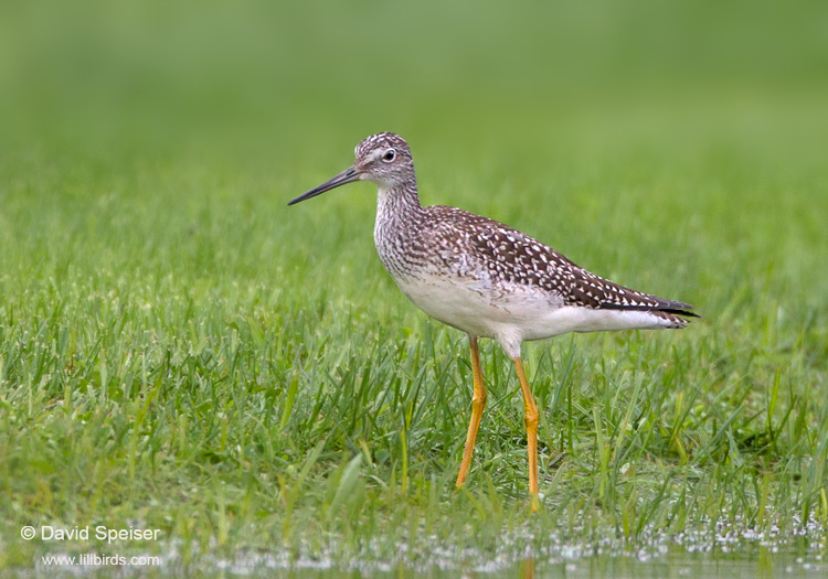 Greater Yellowlegs