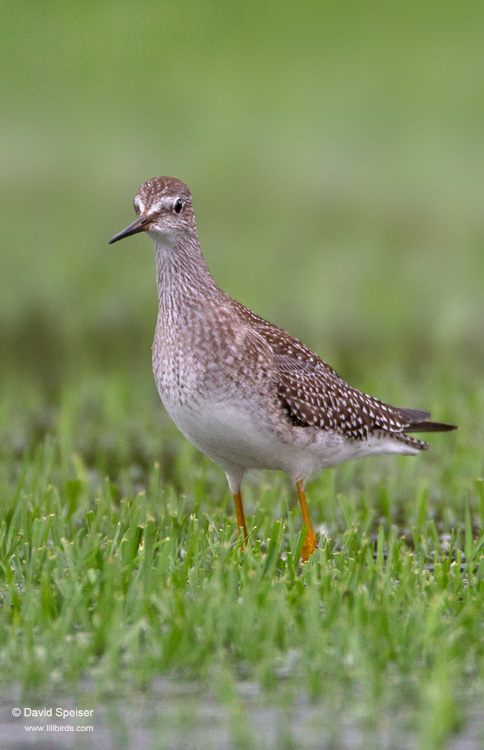 Lesser Yellowlegs