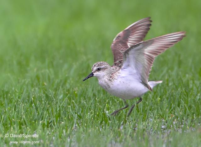 Semipalmated Sandpiper