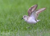 Semipalmated Sandpiper