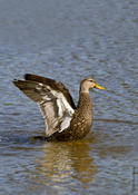 Mottled Duck